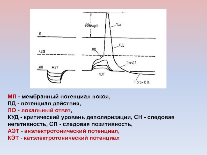 Потенциал действия это ответ