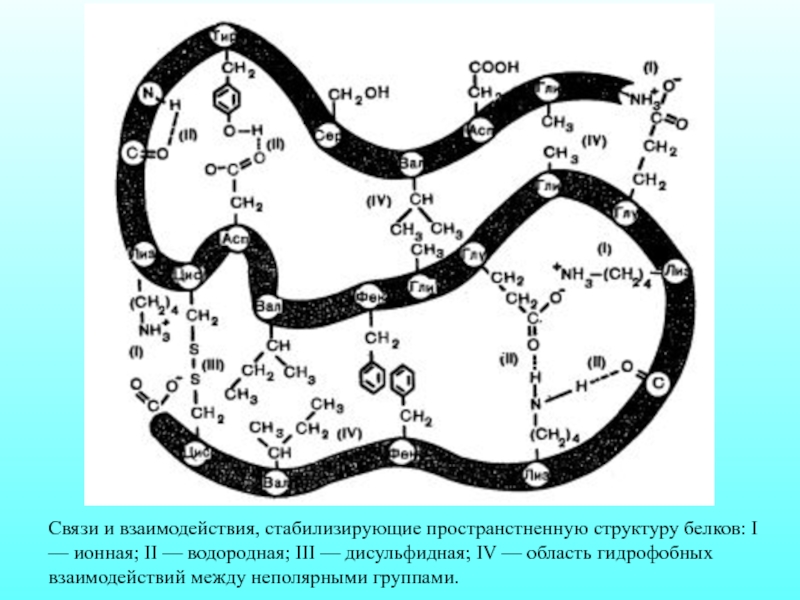 Ионные связи белка. Дисульфидные связи структура белка. Гидрофобные взаимодействия структура белка. Гидрофобные взаимодействия в белках. Гидрофобные взаимодействия между аминокислотами.