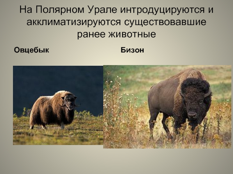 На Полярном Урале интродуцируются и акклиматизируются существовавшие ранее животные ОвцебыкБизон