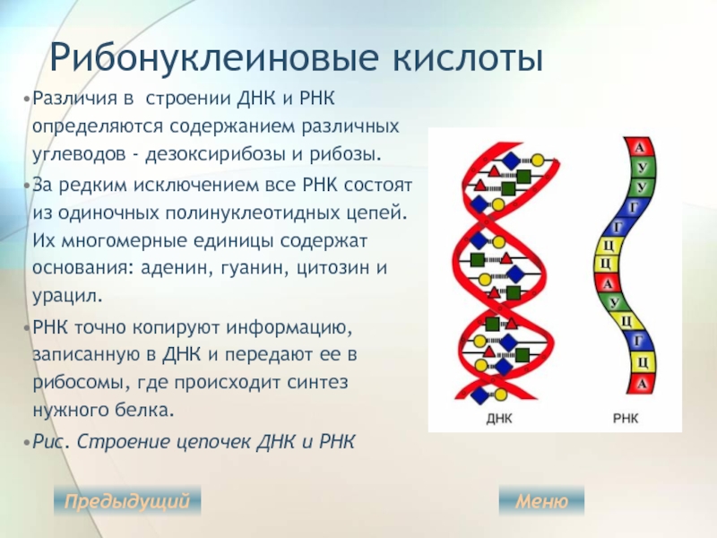 Рнк вопросы. Рибонуклеиновая кислота РНК строение. Дезоксирибонуклеиновая кислота ДНК РНК. Строение полинуклеотидной Цепочки ДНК И РНК. Структура рибонуклеиновых кислот (РНК)..