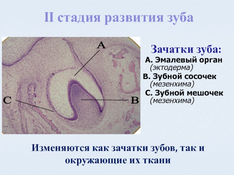 Рентгенологическая картина зубов и их зачатков на различных этапах формирования