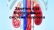Занятие 6.14 Мочеполовая система человека
