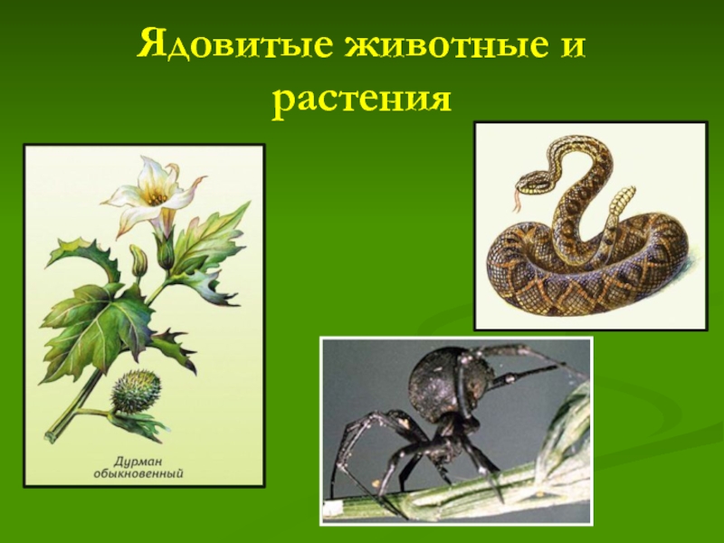 Презентация Ядовитые животные и растения