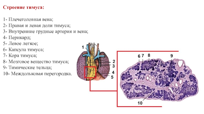 Рисунок тимуса иммунология