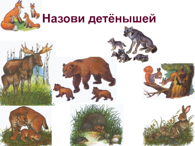 Звери весной средняя группа. Изображения диких животных для детей. Дикие животные картинки для детей. Животные леса для дошкольников. Назови детенышей диких животных.