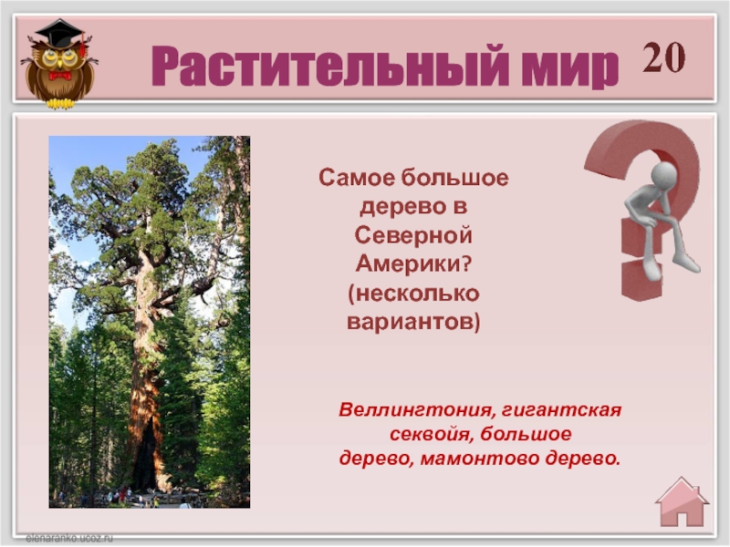 20Веллингтония, гигантская секвойя, большое дерево, мамонтово дерево.Самое большое дерево в Северной Америки? (несколько вариантов) Растительный мир
