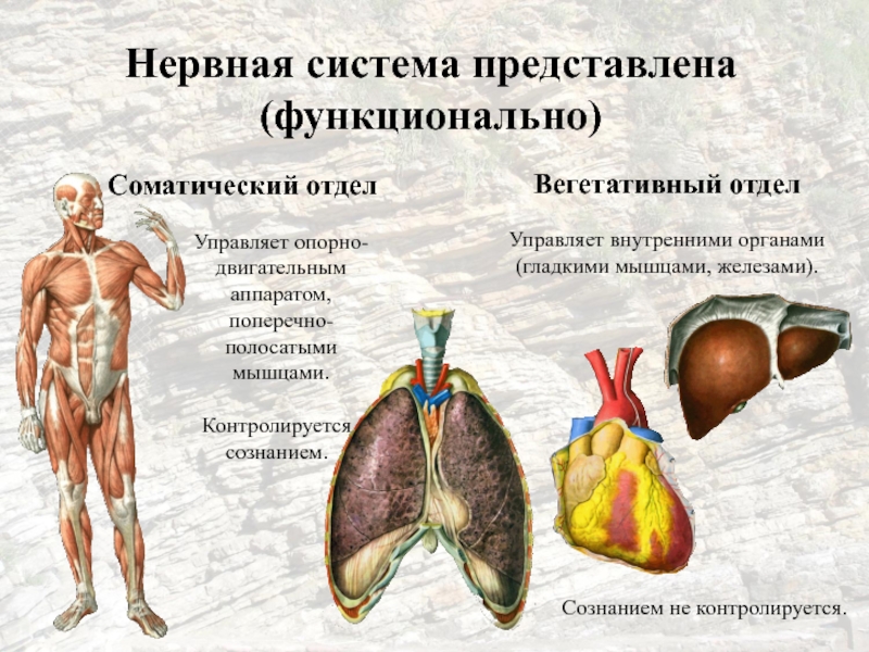 Нервные железы. Соматический отдел управляет. Соматический отдел нервной системы управляет. Управляет внутренними органами. Соматические органы мышцы.