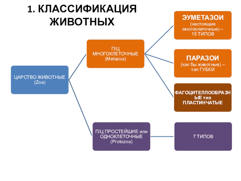 Классификация животных по типу питания