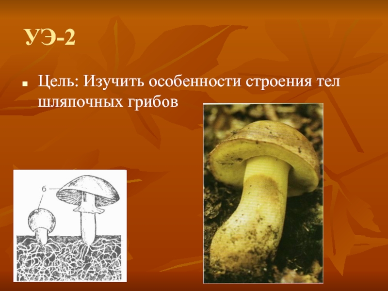 Значение шляпочных грибов в жизни человека. Строение шляпочных грибов 6 класс. Строение шляпочного гриба. Особенности строения шляпочных грибов. Шляпочные грибы 7 класс биология.