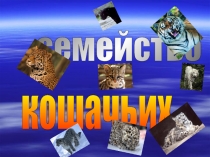 Презентация Семейство кошачьих