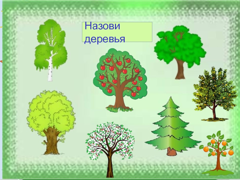 Тема лес занятие. Деревья в ДОУ. Назови деревья. Лес для ДОУ. Картинка для ДОУ Лесные деревья.