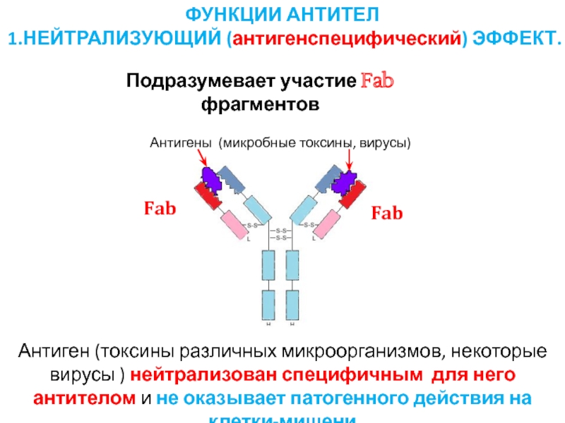 Функции антител в организме