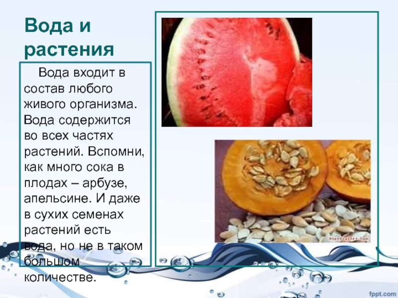 Фрукты содержащие воду. Вода входит в состав любого живого организма.. Вода содержится во всех частях растений. Растение состоит из воды на. Вода в растениях и в организмах.