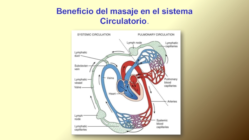 Beneficio del masaje en el sistema Circulatorio.
