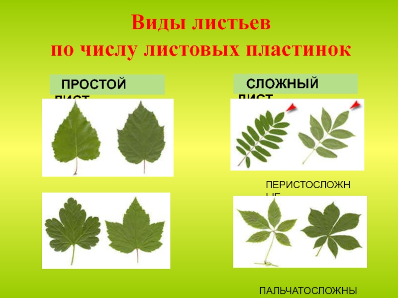 Название растения листья простые. Типы сложных листьев. Листовая пластинка сложного листа. Простые и сложные листья. Типы простых листьев.