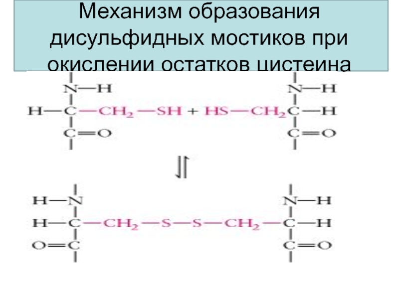 Механизм образования. Схема образования дисульфидного мостика. Сульфидные мостики в белках. Дисульфидные мостики аминокислоты. Образуются дисульфидные мостики.