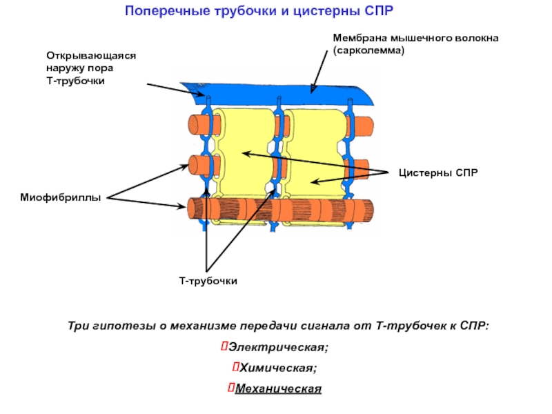 Т система. T система мышечного волокна. Строение мышечного волокна мембрана т-трубочки цистерны. Строение мышечного волокна т трубочки. Поперечная т трубочка функции.