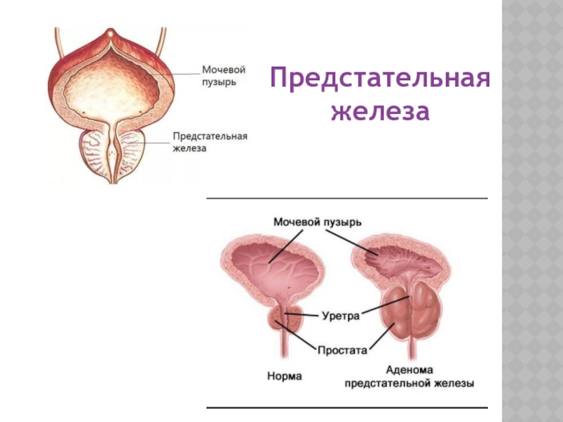 Доклад: Предстательная железа