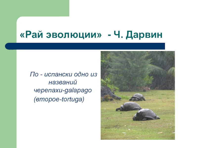 «Рай эволюции» - Ч. Дарвин   По - испански одно из названий черепахи-galapago (второе-tortuga)