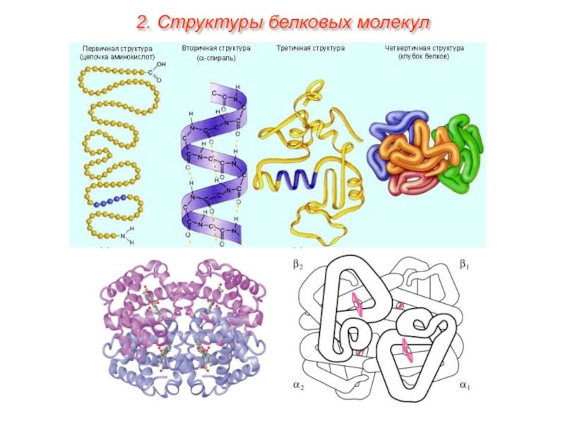 Структура белка рисунок