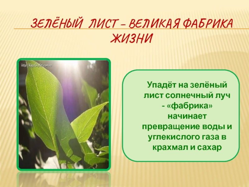Почему листочки зеленые. Почему листья зеленые. Фабрика зеленого листа. Почему листья зеленые презентация. Стихотворение зелёный лист.