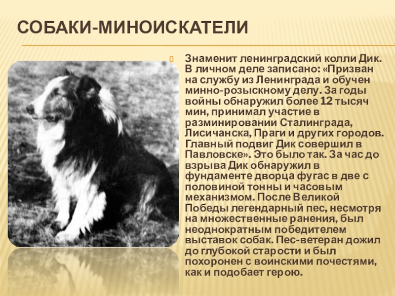 Изложение дика. Собака миноискатель Великой Отечественной войны.