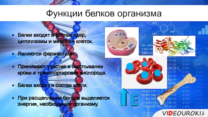 Белки входящие. Белки входят в состав ядер, цитоплазмы и мембран клеток. Белки входят в состав цитоплазматической мембраны цитоплазмы. В состав мембран входят белки. Функции белков в цитоплазм мембране.