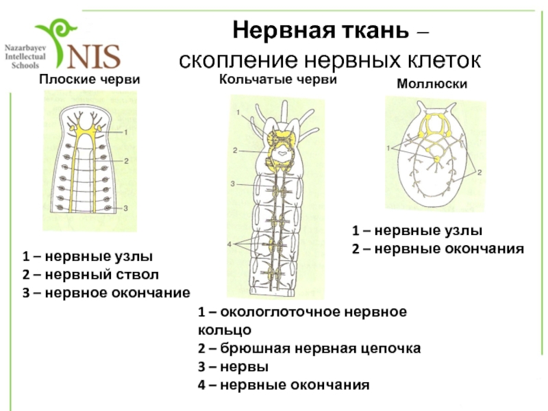 Нервные узлы и нервные стволы. Окологлоточное кольцо и брюшная нервная цепочка. Черви моллюски нервные узлы. Окологлоточное скопление нервных. Брюшная нервная цепочка у червей.