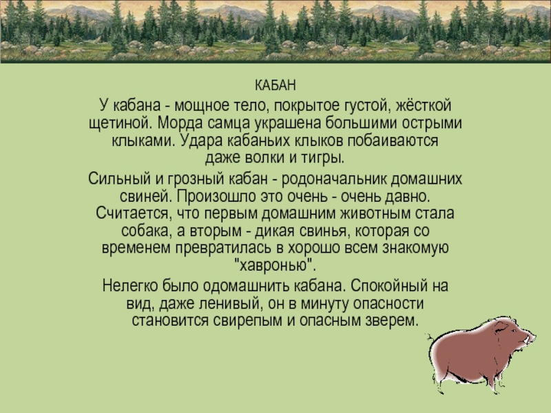 Загадка про кабана. Загадка про дикого кабана. Загадка про кабана для детей. Загадки про Кабанов.