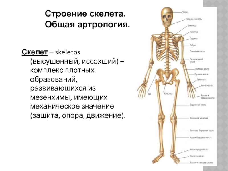 Выберите особенности строения скелета изображенного на рисунке