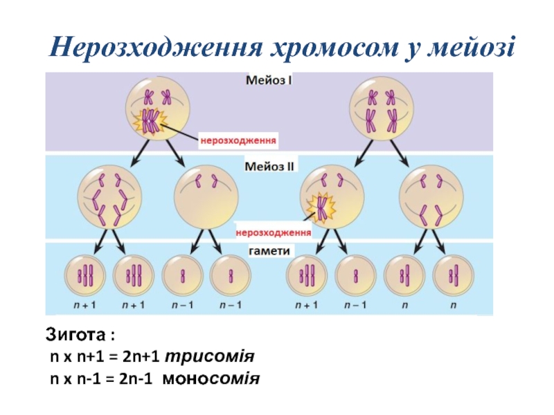 В зиготе человека содержится количество хромосом