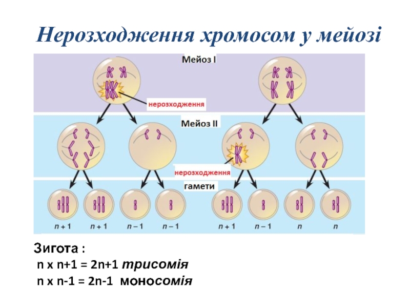 Число хромосом и молекул днк мейоз. Зигота набор хромосом. Образование зиготы набор хромосом. Зигота хромосомы схема. Зигота мейоз.