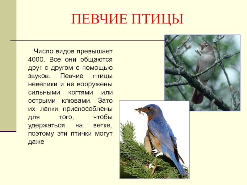 Птица текст. Число видов птиц. Певчие птицы сообщение. Разновидность певчих птиц. Число видов в классе птиц.