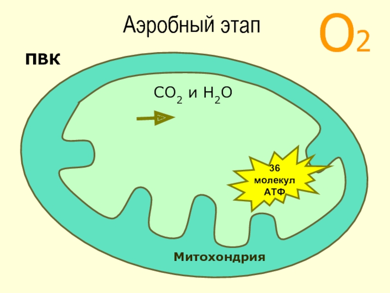 О2МитохондрияПВКСО2 и Н2О36 молекул АТФАэробный этап