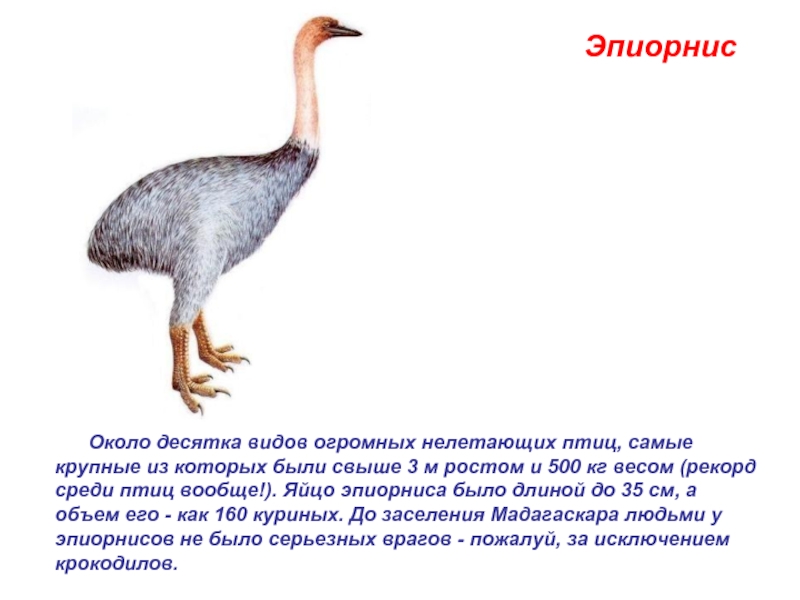 Эпиорнис     Около десятка видов огромных нелетающих птиц, самые крупные из которых были свыше