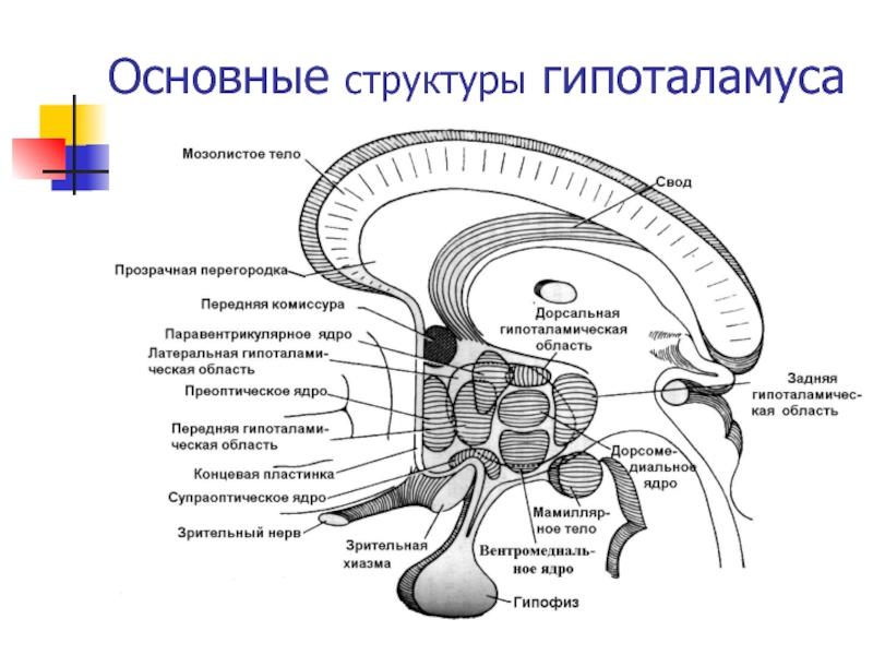 Гипоталамус на рисунке