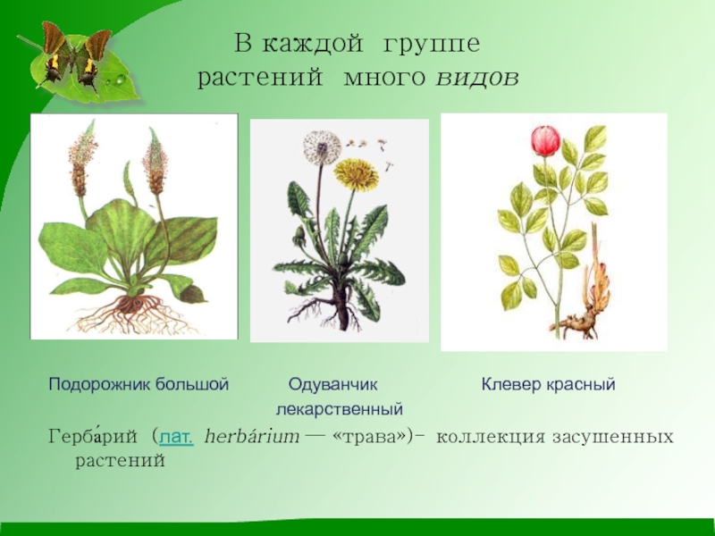 Клевер какая группа растений. Одуванчик Клевер и подорожник. Одуванчик лекарственный подорожник большой Клевер красный. В кажд-й группе растений много. В каждой группе растений много.