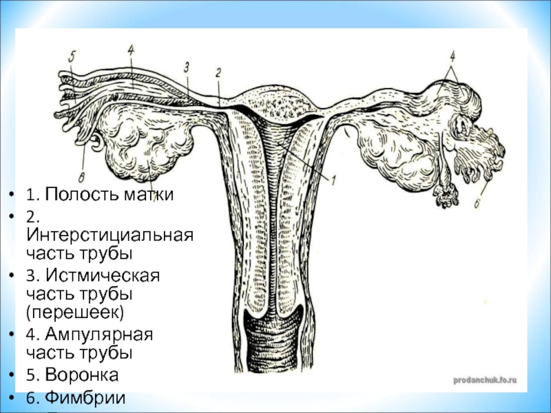 Строение матки картинка