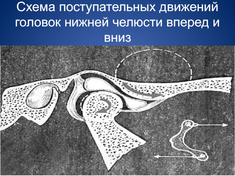 Основы клинической гнатологии биомеханика зубочелюстно лицевой системы презентация