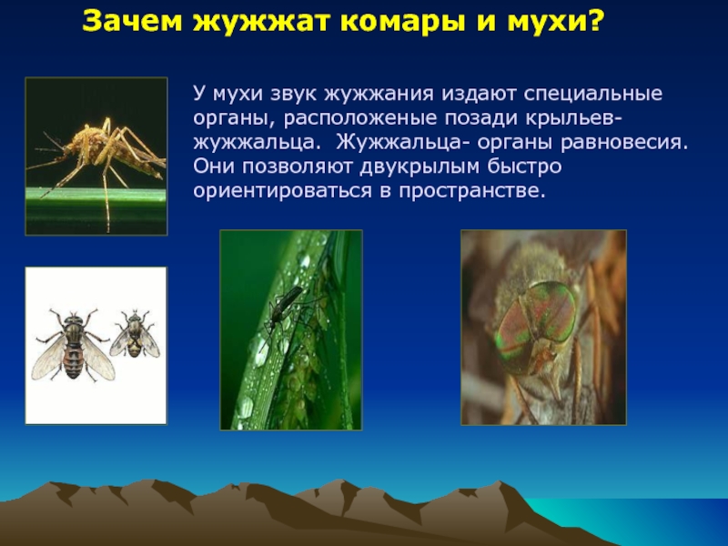 Мухи комары целый день жужжат. Жужжальца у двукрылых. Муха комар. Звук жужжания. Жужжальца мухи.