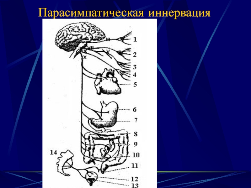 Парасимпатическая иннервация. Парасимпатическая иннервация сосудов. Иннервация почки. Иннервация сосудов физиология. Иннервация мужской репродуктивной системы.