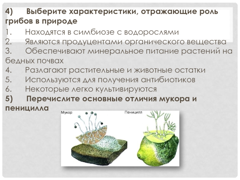 Бурая водоросль продуцент