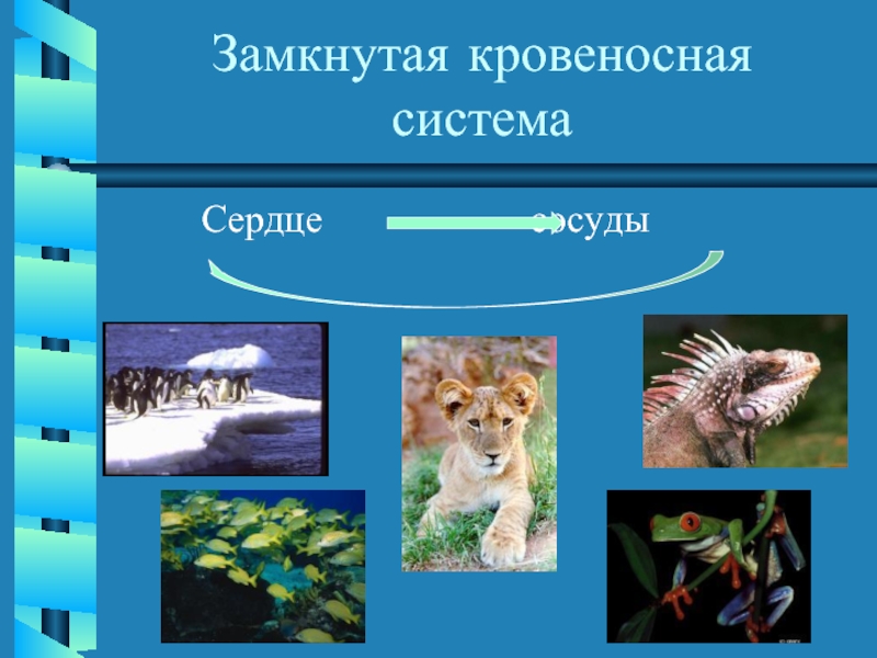 Замкнутое животное. Транспорт веществ в организме животных. Транспорт животных. Транспорт веществ у животных осуществляется благодаря. Открытие животного организма кто.