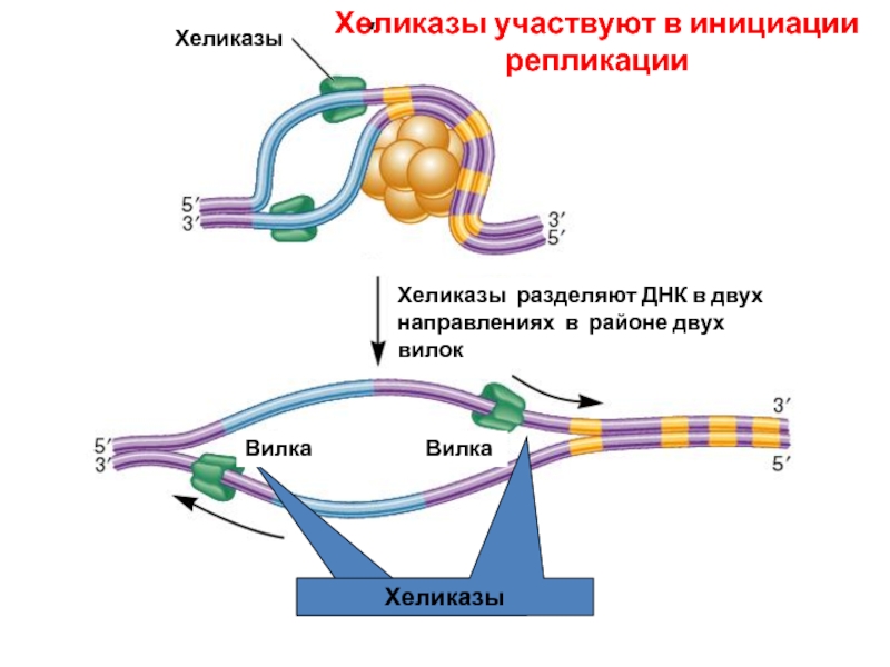 Фермент хеликаза. Хеликаза в репликации. ДНК хеликаза и геликаза. Инициация репликации. ДНК геликаза функции.