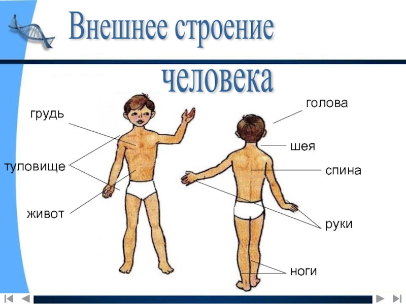 2 класс строение человека презентация