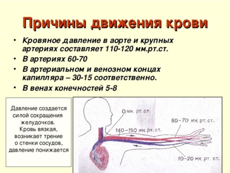 Направление движения крови вен. Давление движения крови по артериям. Кровеносные сосуды скорость движения крови. Артериальное венозное и капиллярное давление крови. Давление в артериях венах и капиллярах.
