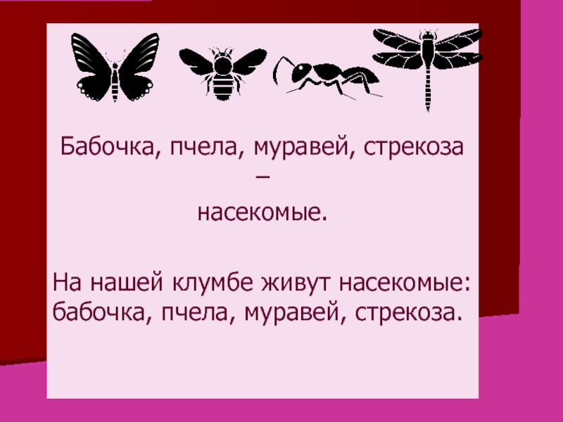 Бабочка, пчела, муравей, стрекоза – насекомые. На нашей клумбе живут насекомые: бабочка, пчела, муравей, стрекоза.