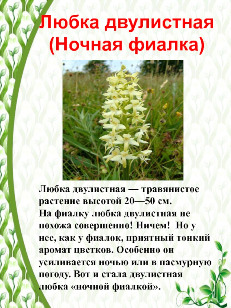Растения омской области занесенные в красную книгу фото