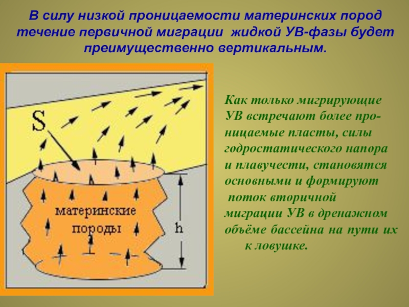 Вторичные потоки. Первичная и вторичная миграции. Миграция ув.