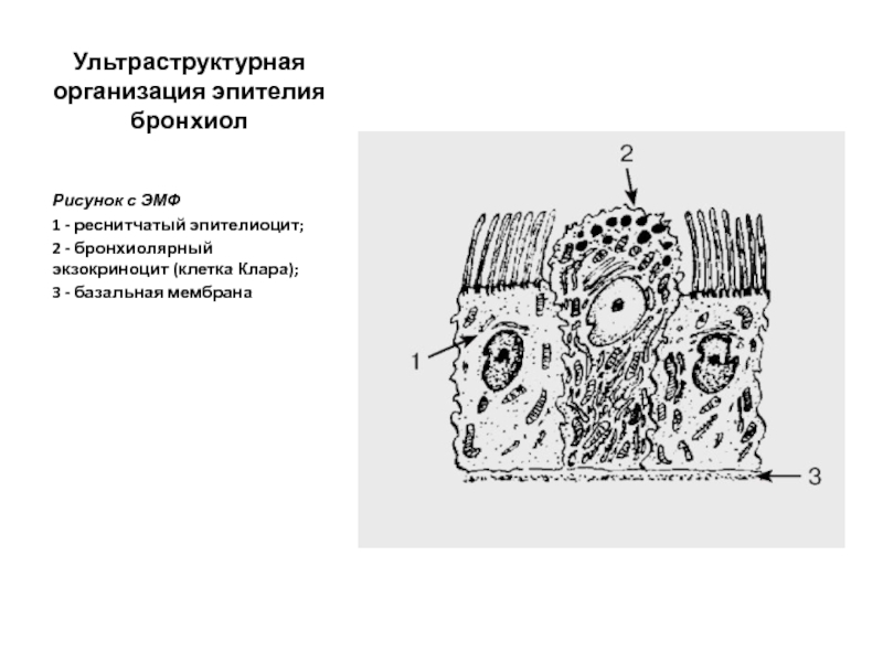 Эпителиоциты. Структуры базальной поверхности эпителиоцитов. Ультраструктурная организация клетки. Бронхиолярные экзокриноциты клетки Клара. Мембрана эпителиоцитов.